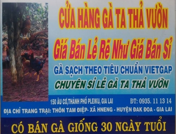 Trại Gà Ta Thả Vườn Hiếu Vũ